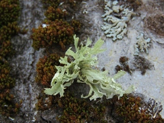 Ramalina sinensis
