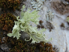 Ramalina sinensis