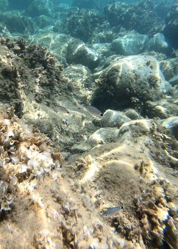 Oblada melanurus