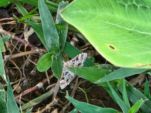 Butterflies and Moths