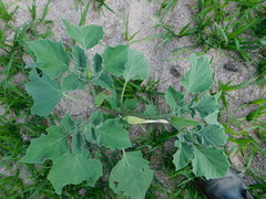 Datura stramonium