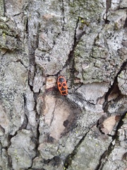 Pyrrhocoris apterus