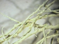 Usnea perplexans