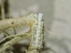 Usnea perplexans