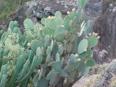 Opuntia joconostle