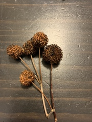 Cephalanthus