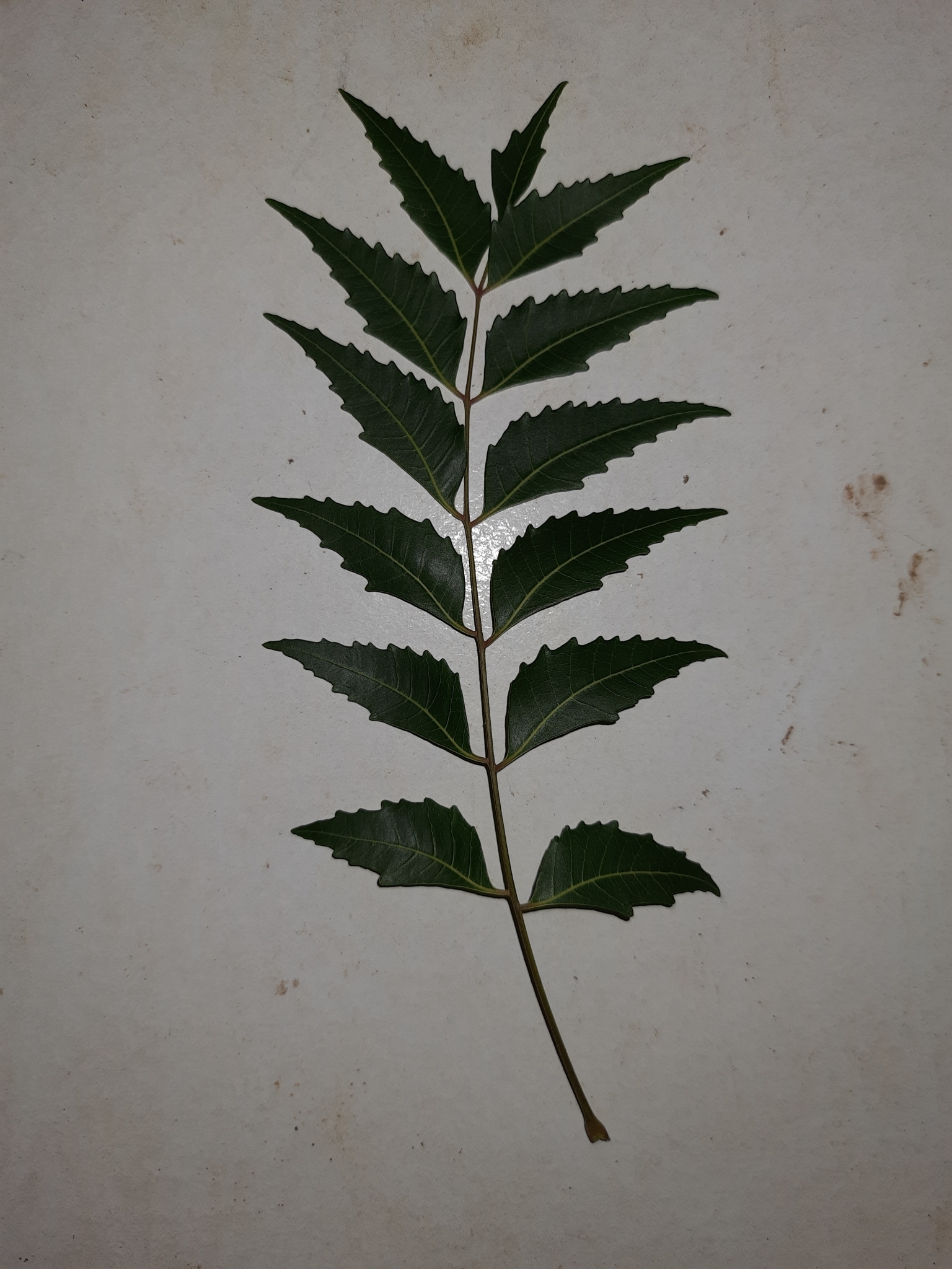 Azadirachta indica