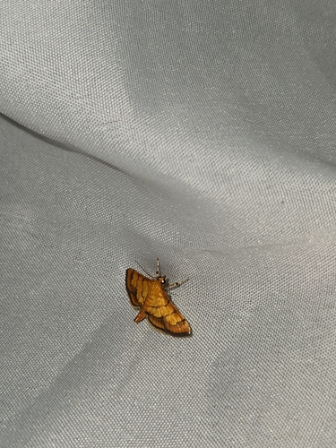 Orphanostigma abruptalis