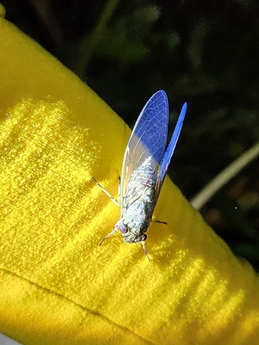 Typical Cicadas