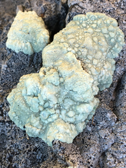 Protoparmeliopsis pinguis