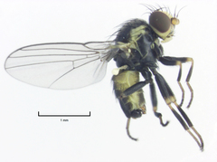Liriomyza flavocentralis