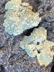 Protoparmeliopsis pinguis