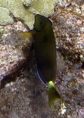 Acanthurus chirurgus