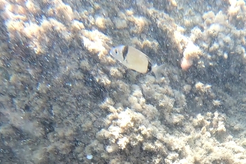 Diplodus vulgaris