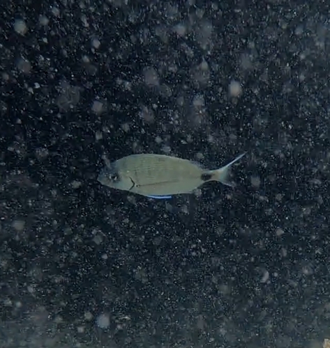 Diplodus sargus