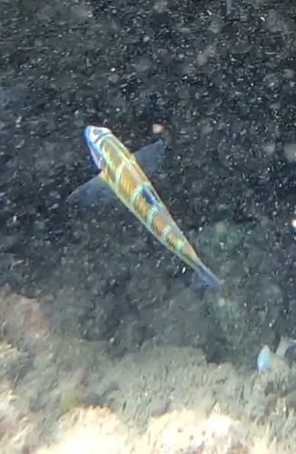 Thalassoma pavo