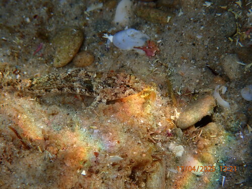 Coryogalops anomolus observed 2025-04-17