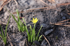 Hypoxis wrightii
