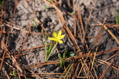 Hypoxis wrightii
