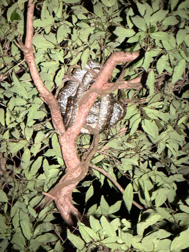 Coastal Carpet Python sighting