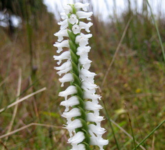 Spiranthes bightensis