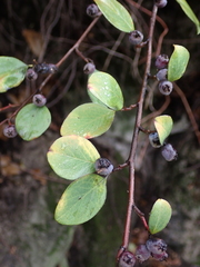 Rosaceae