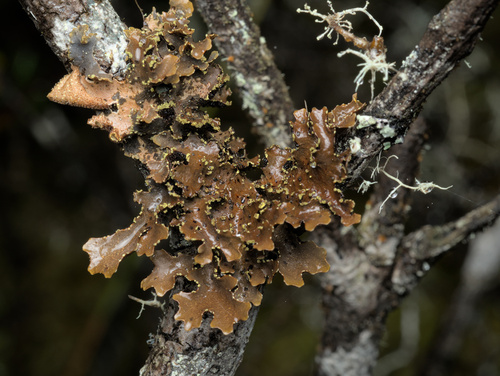 Lobaria, 2025-08-23