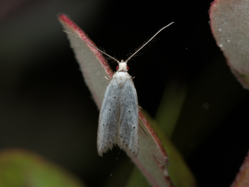 Carposina gracillima observed 2025-08-23