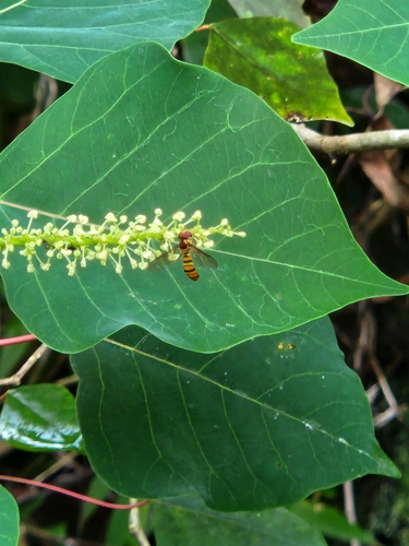 Aphid Hover Flies