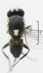 Liriomyza flavocentralis