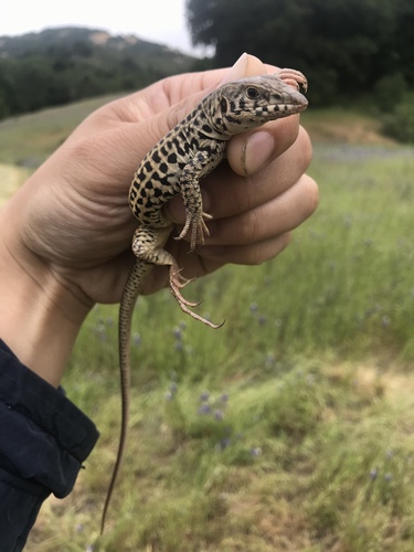 iNaturalist observation photo of Western Whiptail