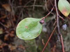 Rosaceae