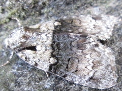 Cranionycta jankowskii