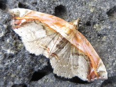 Lophoruza pulcherrima