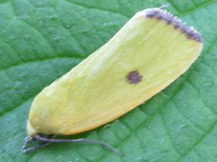 Earias pudicana