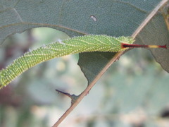 Smerinthini