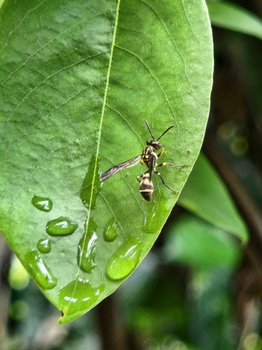 Small Paper Wasps