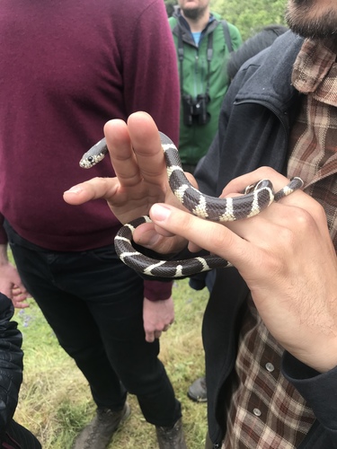 iNaturalist observation photo of California King Snake