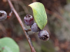 Rosaceae
