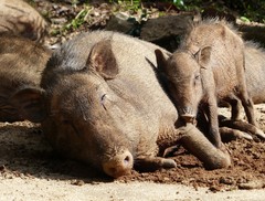 Sus scrofa cristatus