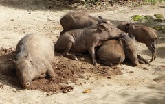 Sus scrofa cristatus