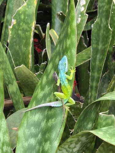 St. Eustatius Anole