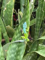 St. Eustatius Anole