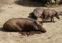 Sus scrofa cristatus