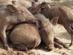 Sus scrofa cristatus