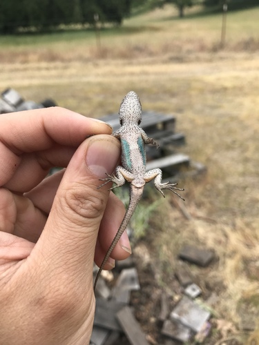 iNaturalist observation photo of Western Fence Lizard