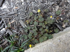 Oxalis corniculata corniculata
