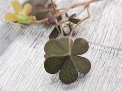 Oxalis corniculata corniculata