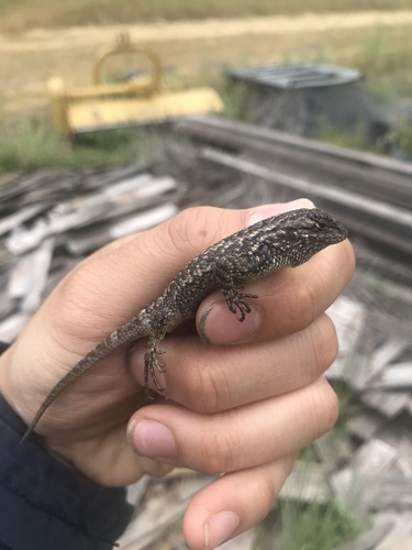 iNaturalist observation photo of Western Fence Lizard