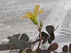 Oxalis corniculata corniculata
